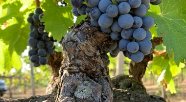 L’enigma delle mie origini