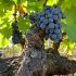 Terroir