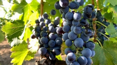 The iconic wine of Trasimeno: call out “Gamay” and Grenache answers