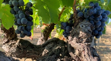Gamay sul tetto del ‘Grenaches du monde’ 2020