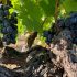 Si chiama Gamay (o Grenache) il vino-icona del Trasimeno