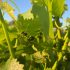 Umbria Vini d’Oro 2021 – C’OSA: un vino che osa