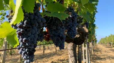 Scambio d’identità