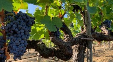 Trasimeno Gamay – Who I Am