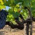 Si chiama Gamay (o Grenache) il vino-icona del Trasimeno