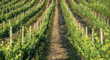 Si chiama Gamay (o Grenache) il vino-icona del Trasimeno