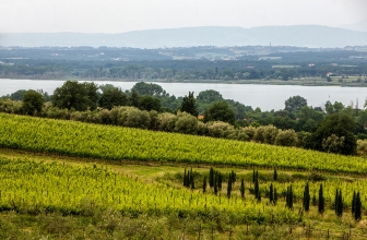 Lago Trasimeno, lì dove tra Storia e Natura trovano casa vino, olio e zafferano